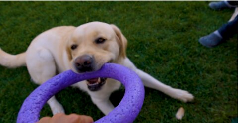 Cute Dog playing with a toy