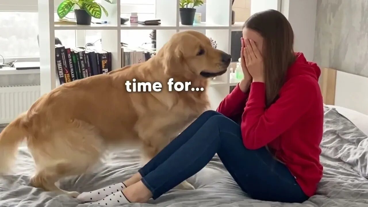 Golden Retriever's Funny Reaction to Me Crying!