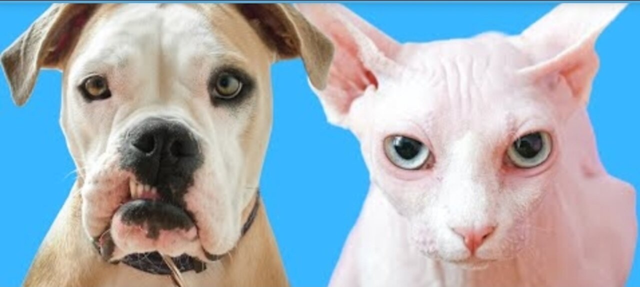 Funny and Cute Animals