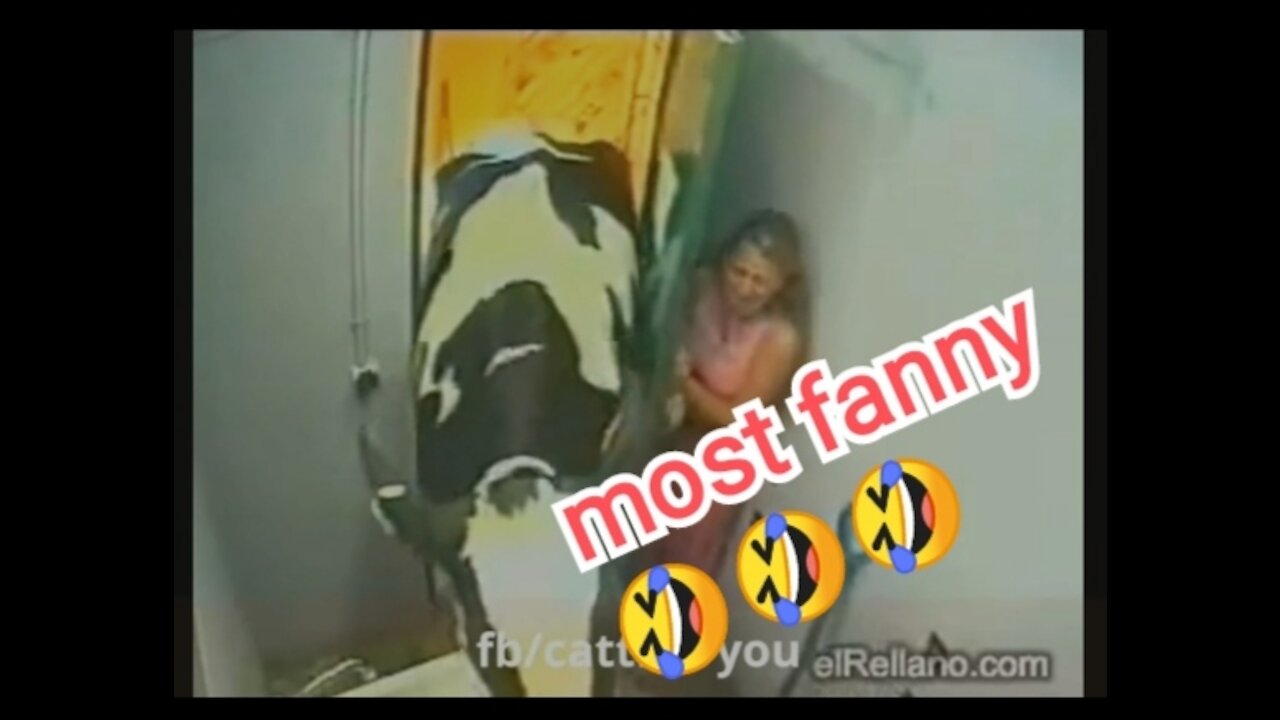 Mostly funny videos | video of funny clips animal