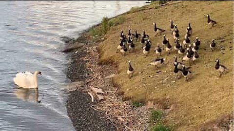 Neste lago quem manda é o cisne!