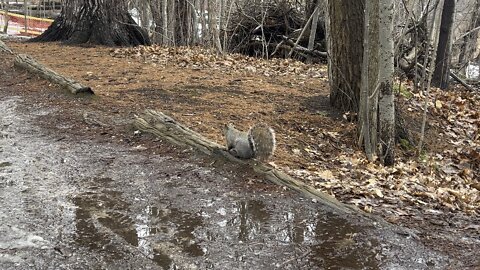 Grey squirrel no trust