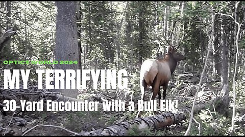 My Terrifying 30-Yard Encounter with a Bull Elk!