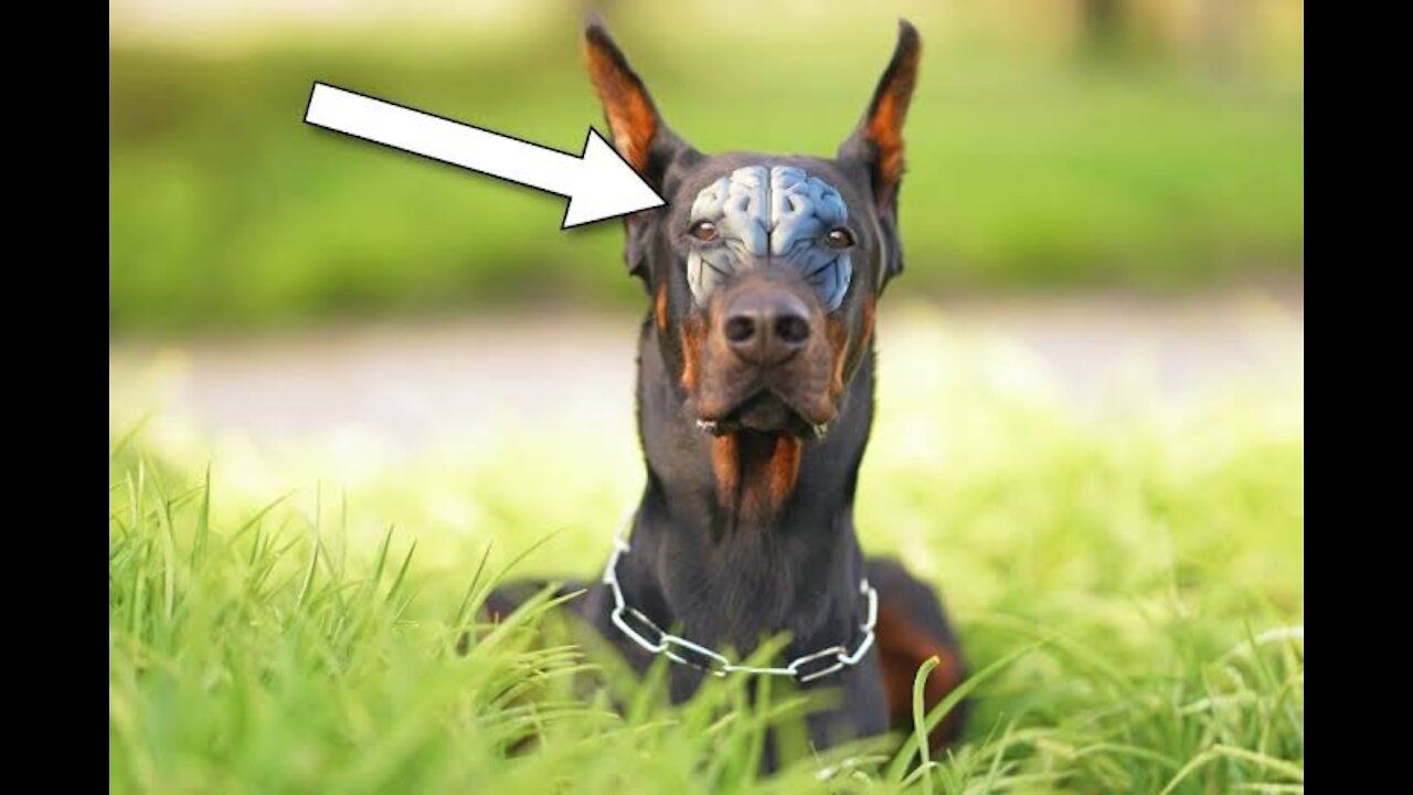 Aggressive Doberman Pinscher - World`s Top 8th Aggressive Dog