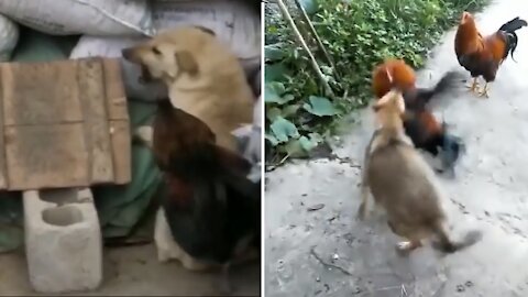 Dog Vs Chicken Fight | Funny Dog Fight