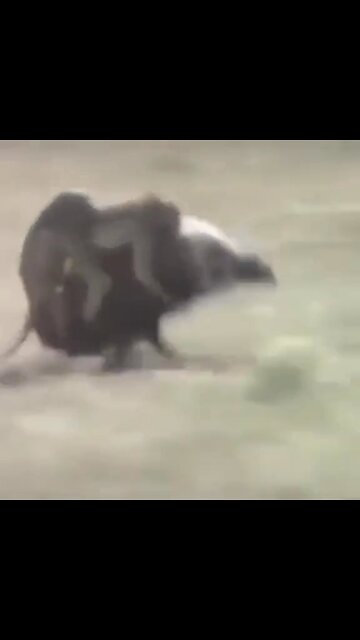 Don’t stop get it get it