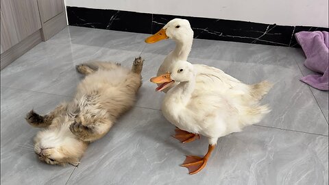 So Funny and cute Animals