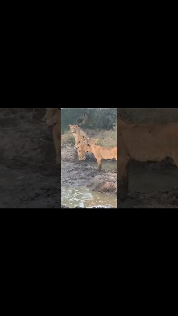 Crowd Of Lions Attack On Birds 🤣 #UbertainmentFun #Shorts #ytshorts #Dogs #Animals #Fun