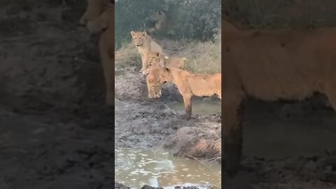 Crowd Of Lions Attack On Birds 🤣 #UbertainmentFun #Shorts #ytshorts #Dogs #Animals #Fun