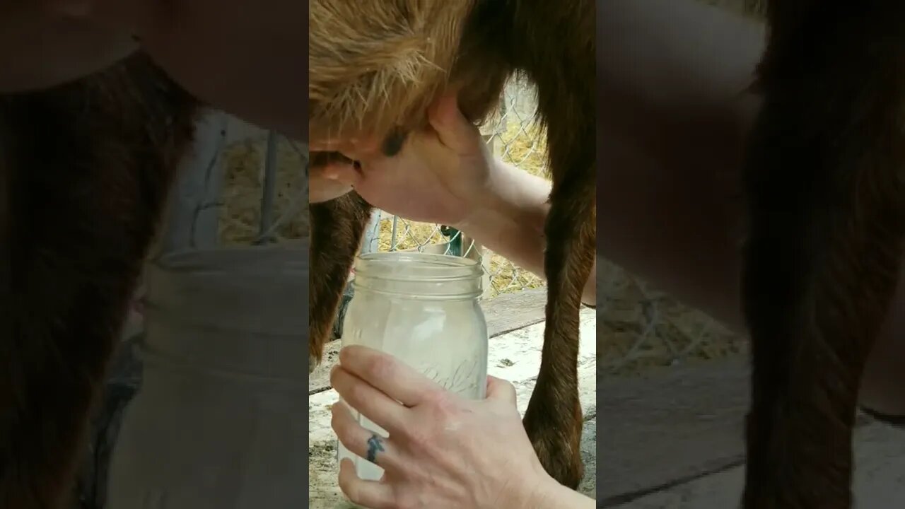 #milking #rainyday #milkgoats #rawmilk #goatmilk #homesteading #farm #farmanimals #farmlife #spring