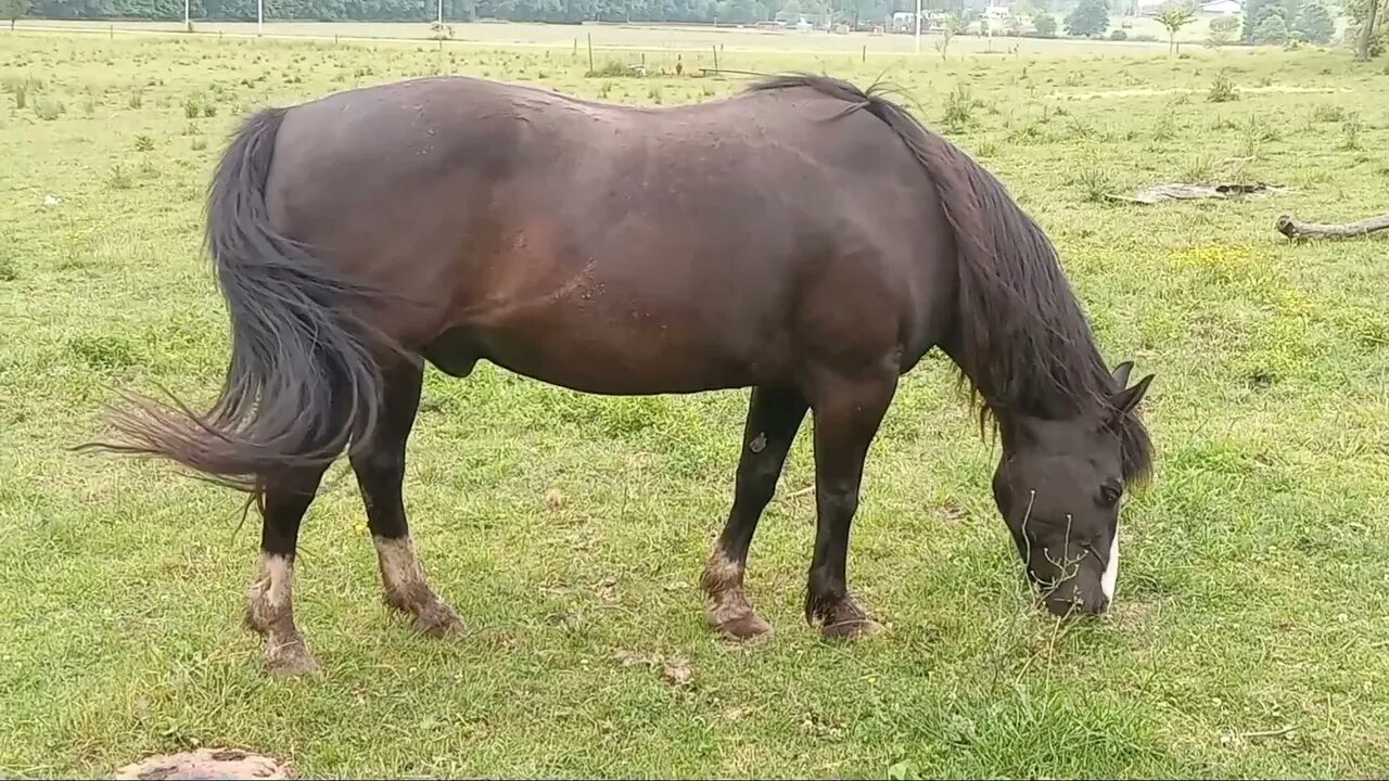 Up Close with Beautiful Horses