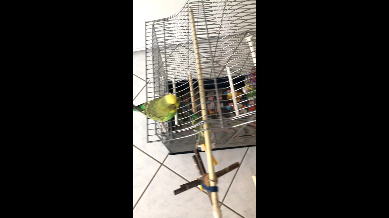 Budgie drinking Water