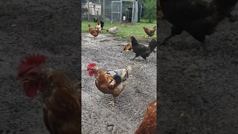 Enjoying The Cloud Cover #chickens #chickenshorts #homesteading