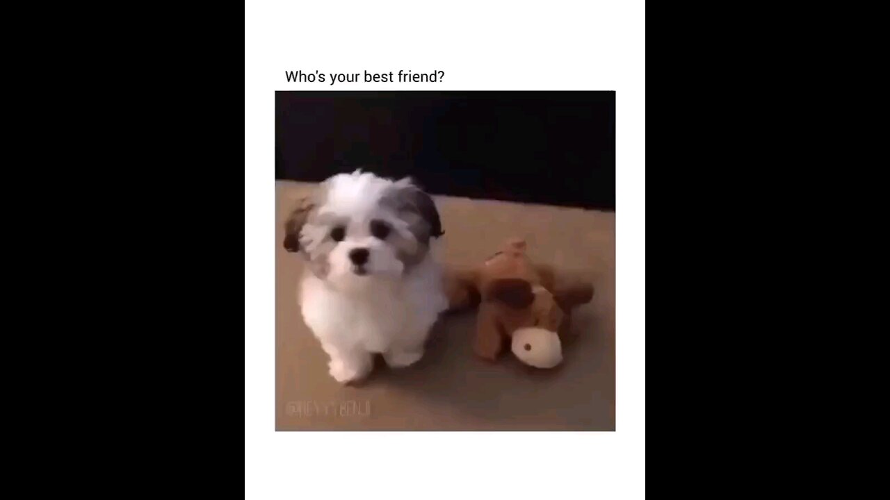 Whose your best Friend - FUNNY DOG-