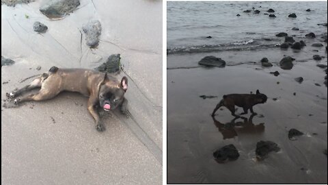 French bulldog with a nice sea