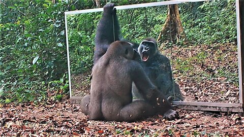 Young Male Gorilla Sees Himself in The Mirror