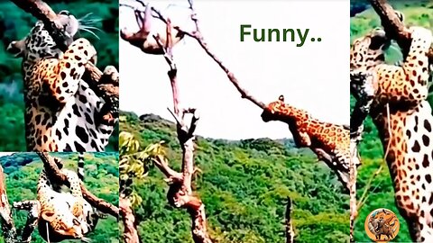 Hilarious Tiger vs. Monkey Showdown: A Wild Encounter!(Animals)