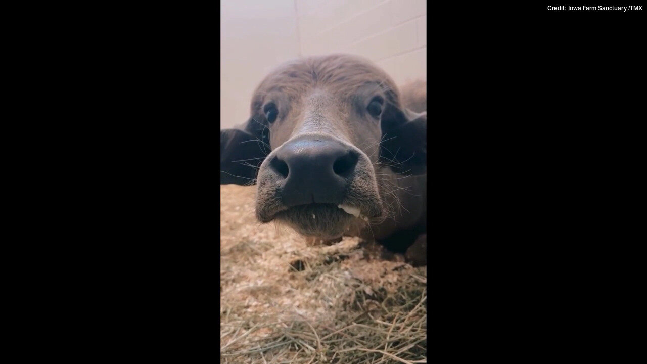 Water Buffalo Recovering From Gunshot Wound In Iowa