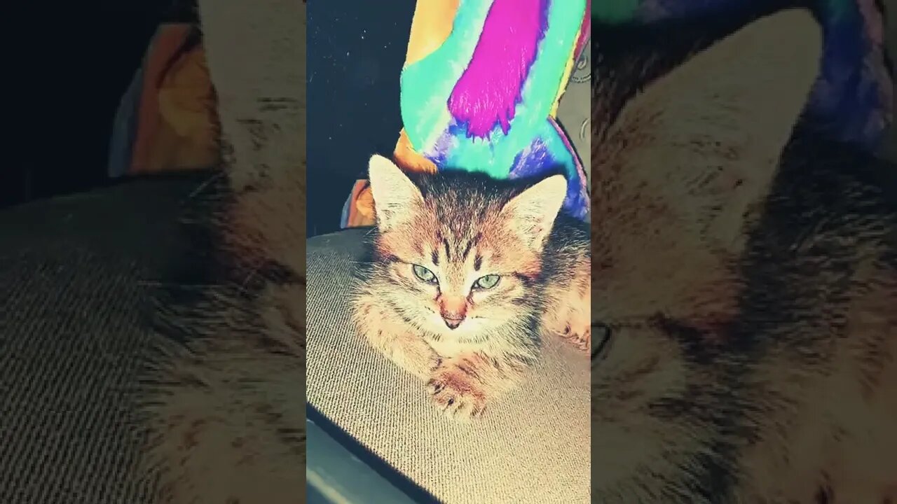 A cats in different angles