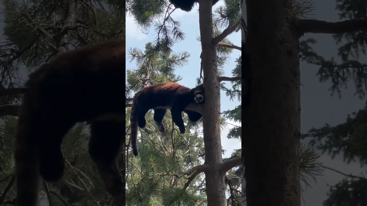 I am not gonna lie, that looks very comfortable! #shorts #animal #zoo #redpanda #enterthecronic