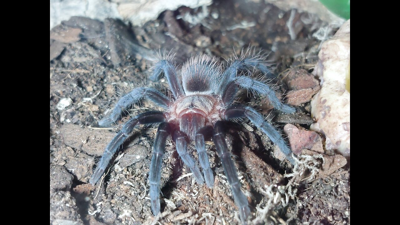 Young Tliltocatl vagans (Mexican red rump) digging out her tunnel.