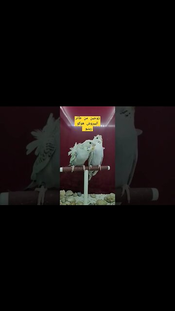 مسابقة أحسن زوجين من طيور البيروش هوكو رينبو