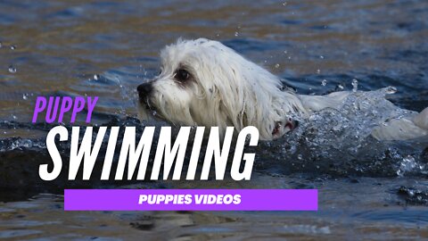 What A Puppy Swimming in the River - Puppy Videos