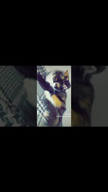 #catslover #youtubeshorts #cats #max #oreo #leo