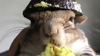 Squirrel Eating Avocado!! Look At This Hat