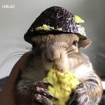 Squirrel Eating Avocado!! Look At This Hat