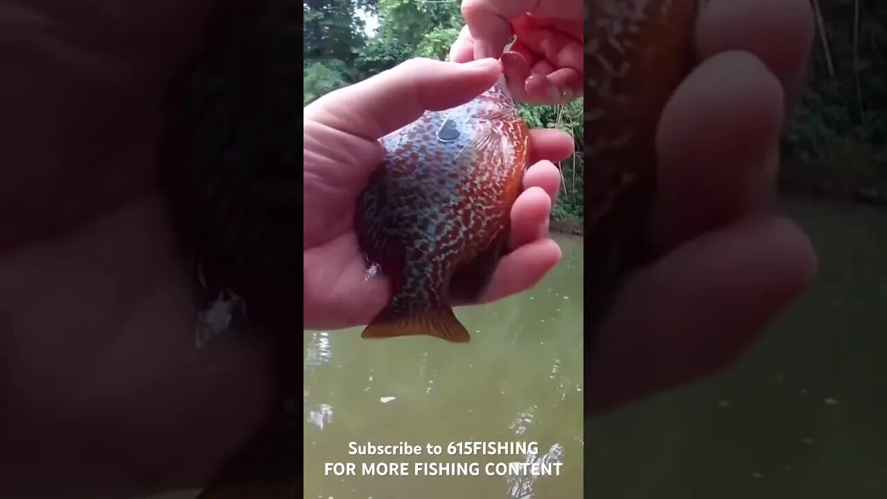 Beautiful 😍 orange sunfish from the South Harpeth River! #615Fishing #fishing #creekfishing