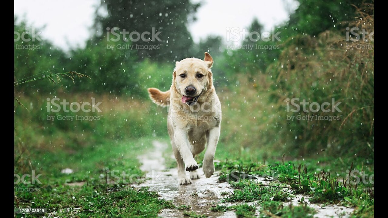 A dog removes water from its body in a beautiful and gentle way