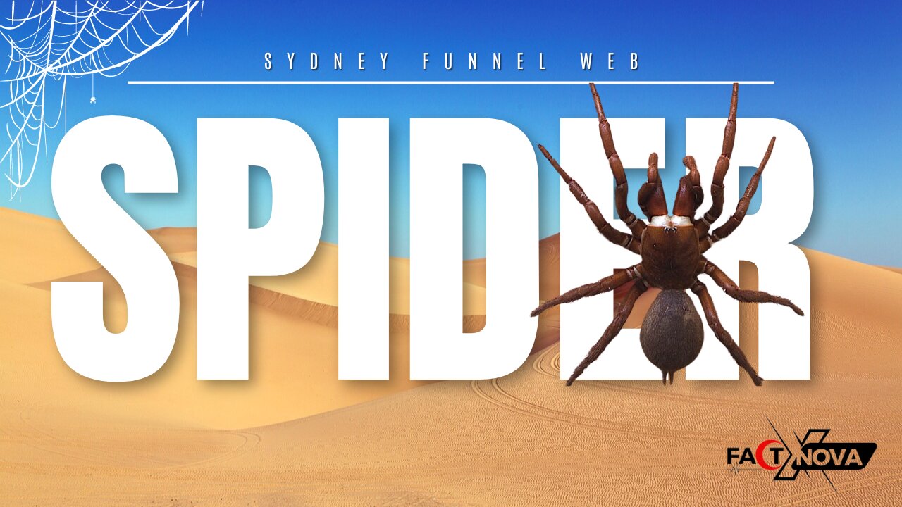 Sydney Funnel Web Spider: This Spider's Bite Can Kill You in Minutes