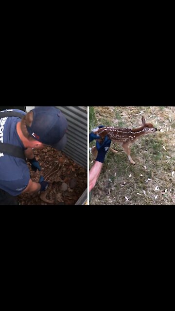Firefighters rescue fawn stuck in window well