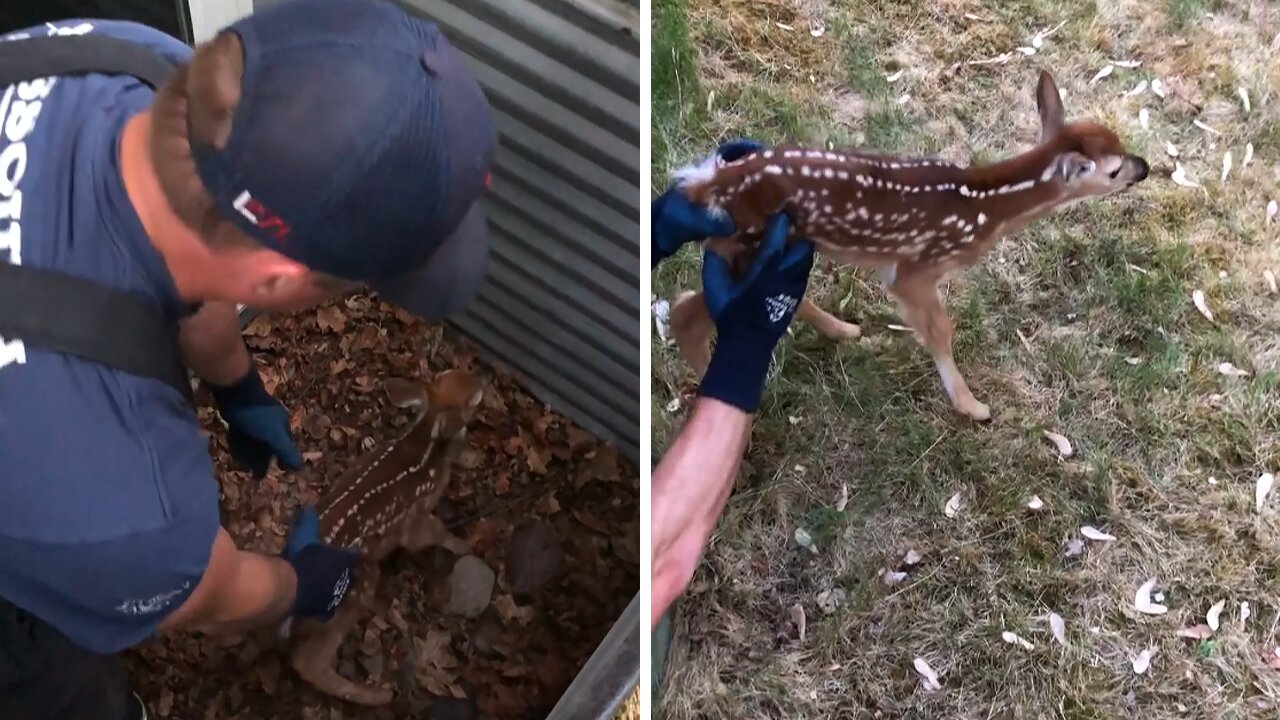 Firefighters rescue fawn stuck in window well