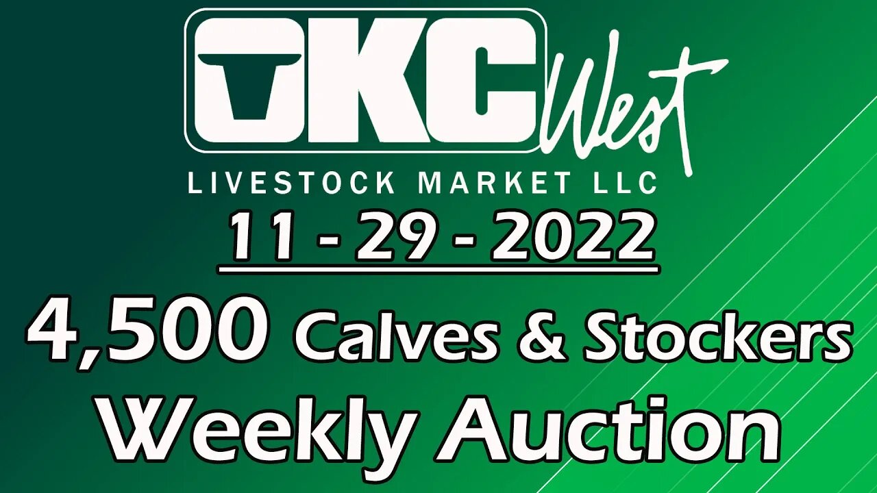 11/29/2022 - OKC West Calf and Stocker Auction