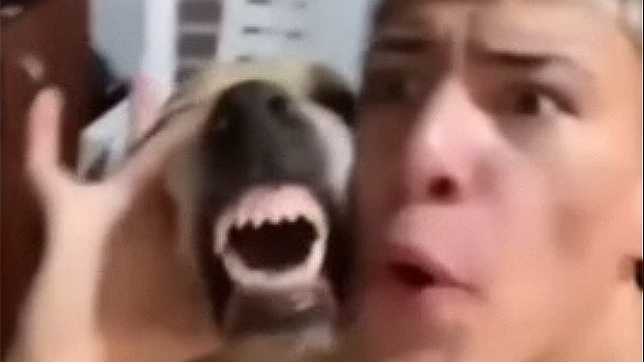 Hilarious Death Metal Singing Dog