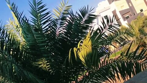 SUNNY KUWAIT#winter |MIK MIK MANTAC VLOG