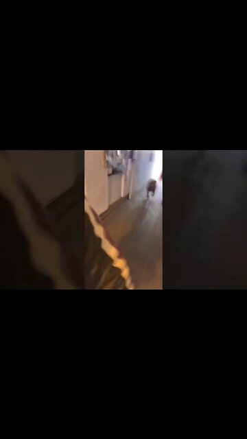 MOST SANE DOG IN OHIO