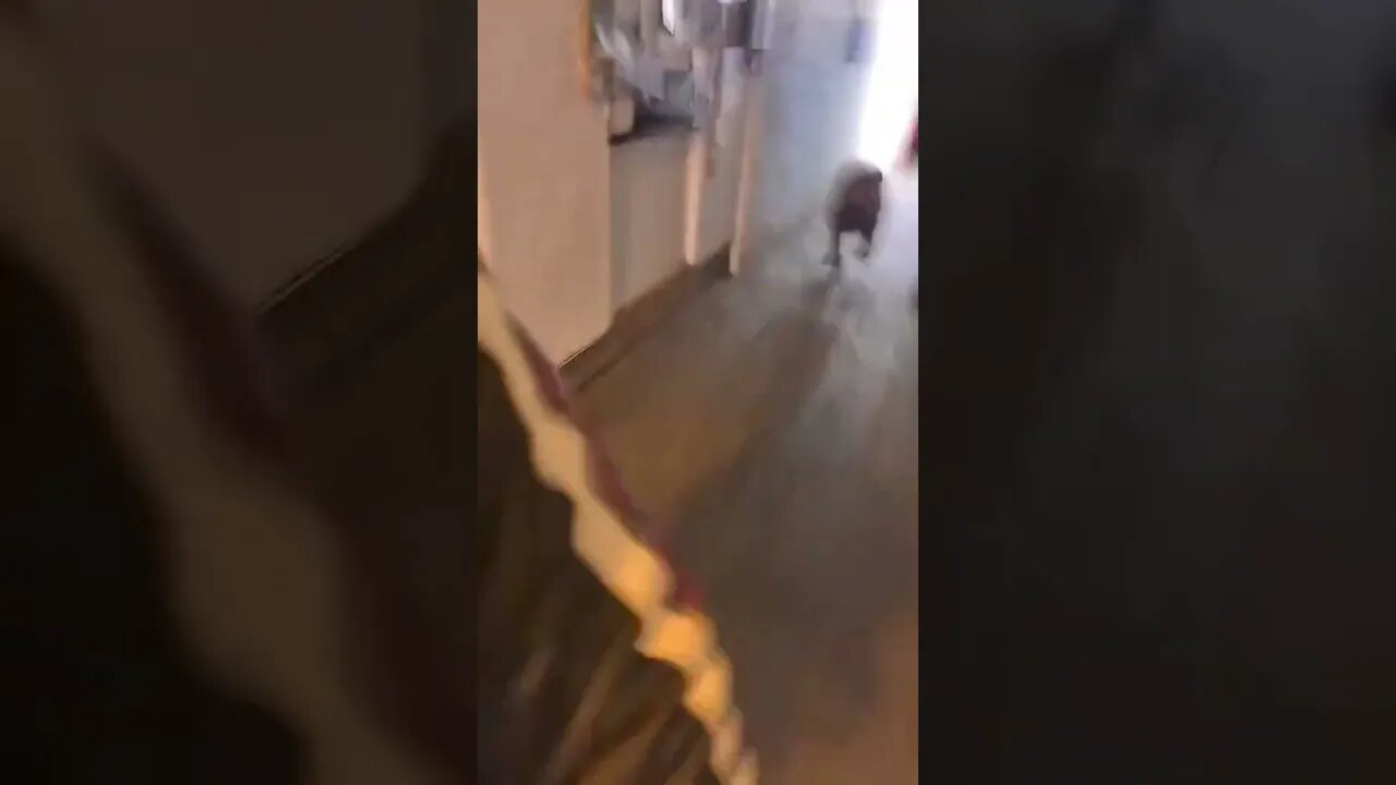 MOST SANE DOG IN OHIO