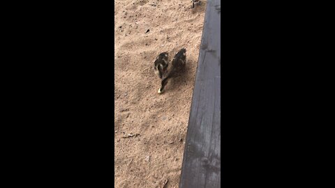 Baby ducks at beach