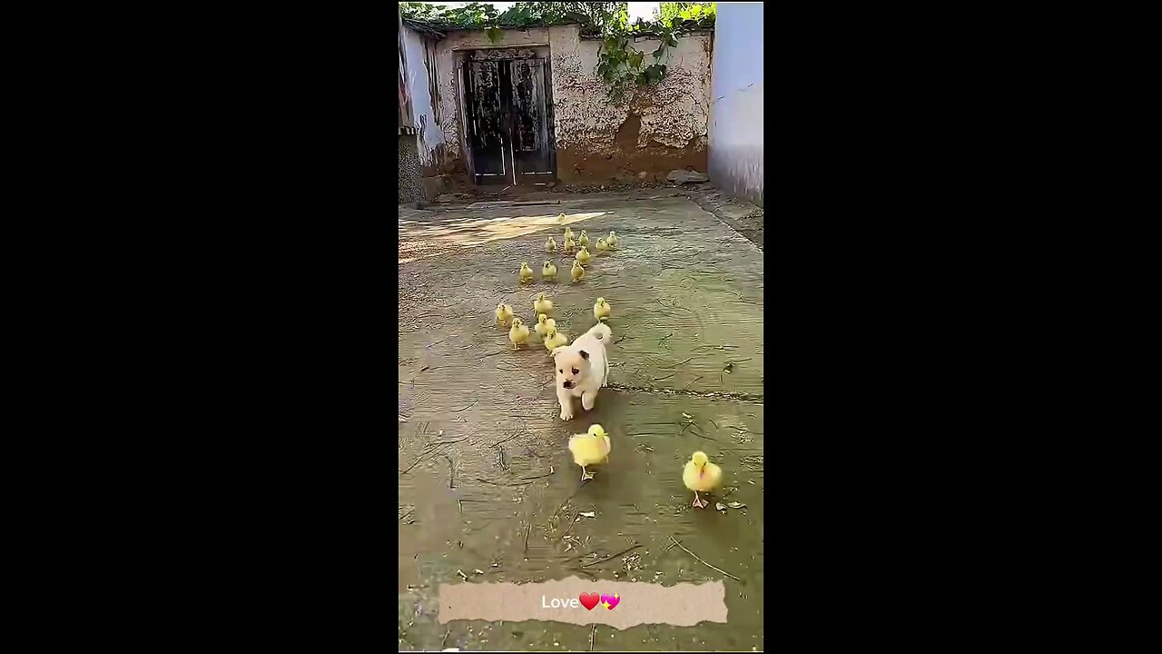 Friendship ll Smart Duckling s and puppy 🐈 & turtle & pig 🐷