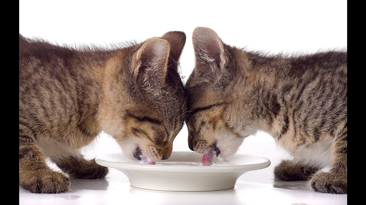 Cute and lovely cat drinks milk