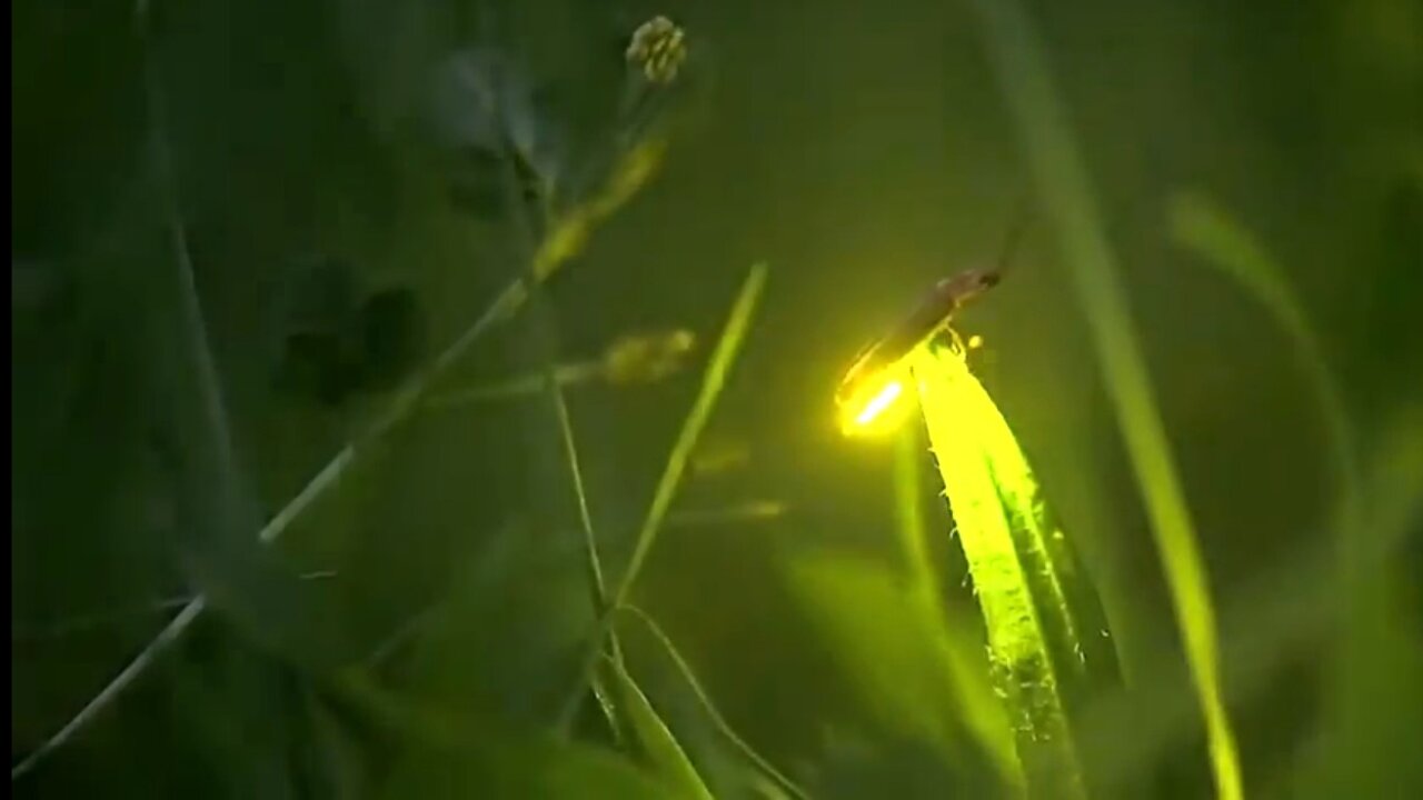 light insect beauty_in_nature