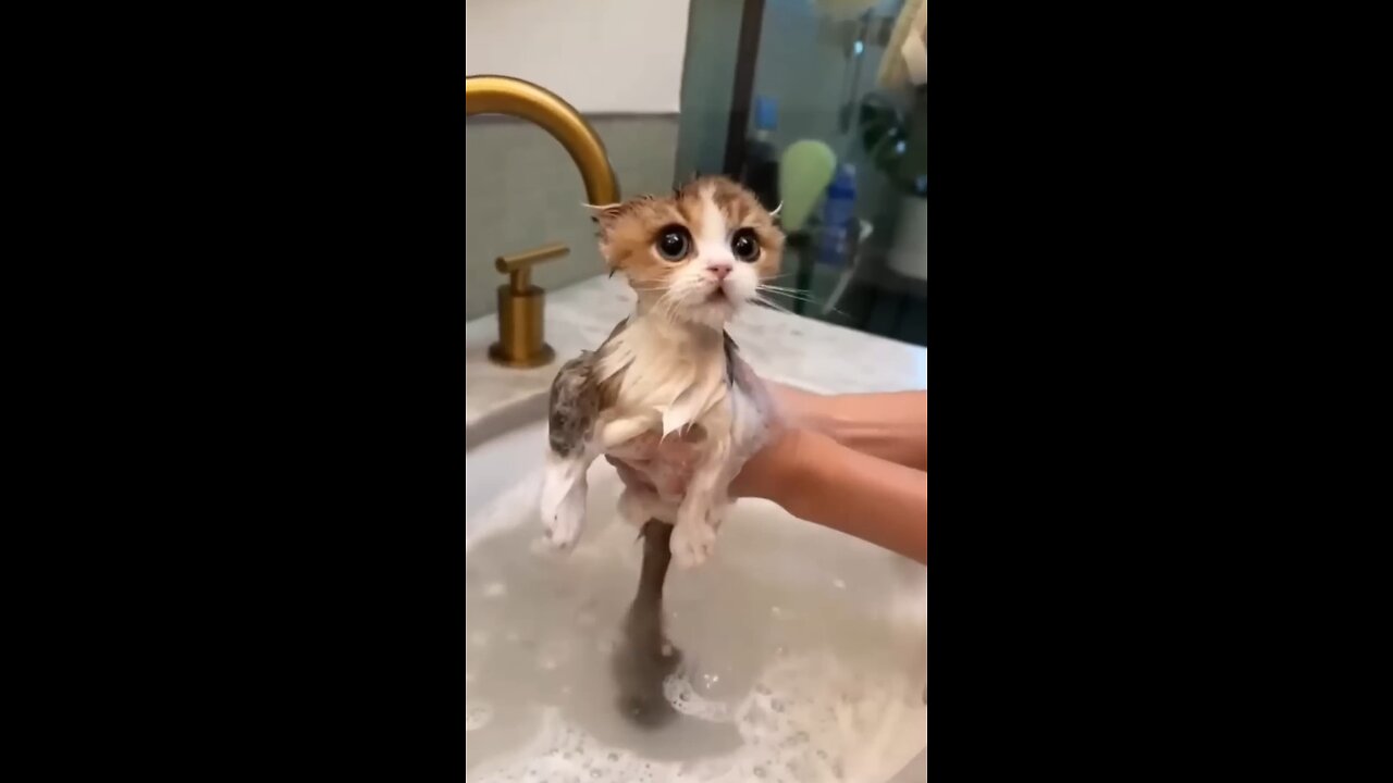 the cat are bathing ๐งผ enjoy every moment ๐๐
