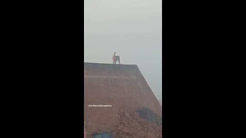 monkey🐒🐒 #funny #comedy#viral #trending #