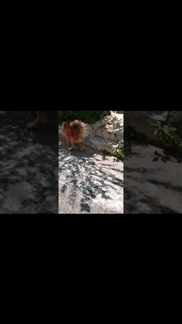 #dogshow , #animals , #dogs , #shorts