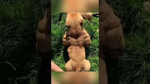 Swole pitbull talks workin out