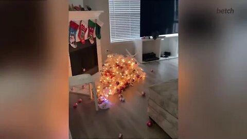 Cat Cannot Believe His Eyes