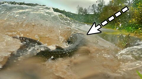 INVASIVE FISH DESTROYING FLORIDA